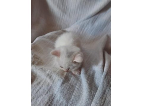 British shorthair yavru kedilerini 2 aylık