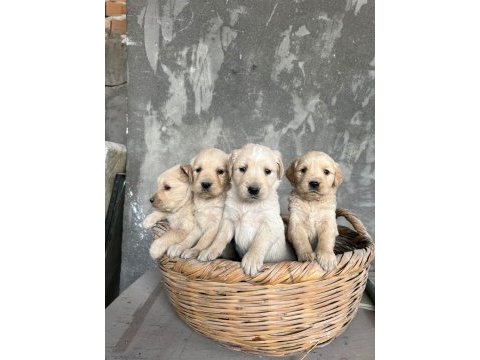 Safkan baby face golden retriever yavrularımız