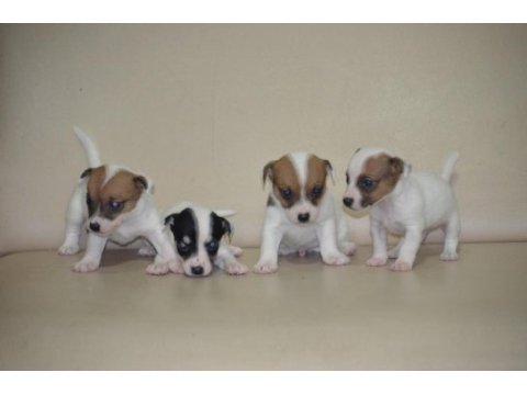 Safkan ırk garantili jack russell yavruları