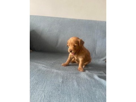 Yavru maltipoo köpekler
