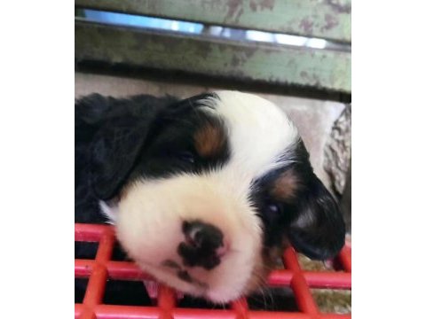 Bernese mountain dog