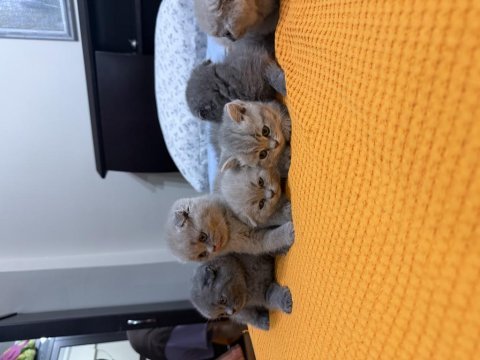 7 adet scottish fold yavrusu