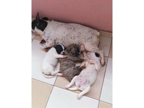 5 haftalık french bulldog yavrular