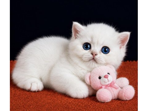 British shorthair golden point ny1233