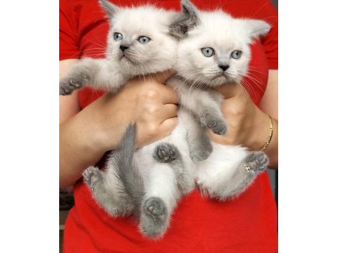 Blue point dişi british shorthair yavrularım teslime hazır