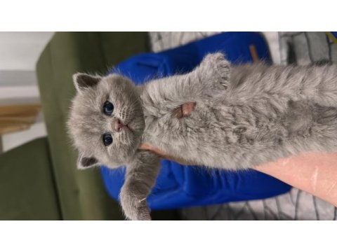 British shorthair kedisi