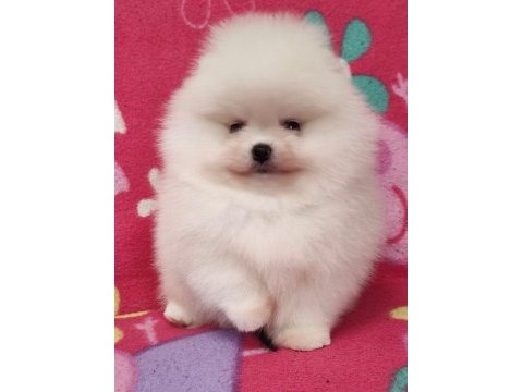 Beyaz ve orange pomeranian boo bebişlerimiz