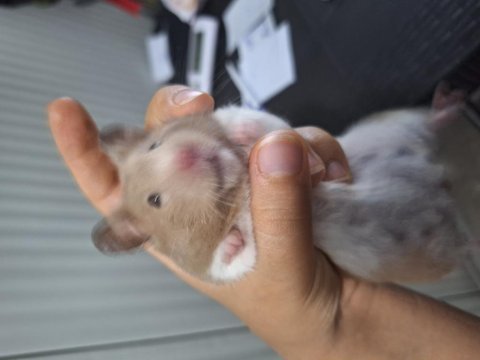 Eğitimli hamster pamuk