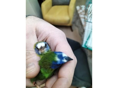 Mavi yüz parrot cinemon lutino taşıyıcı sultan papağanı
