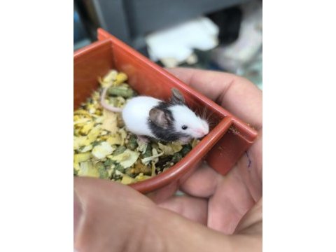 Dünyanın en küçük hamsteri pandalar