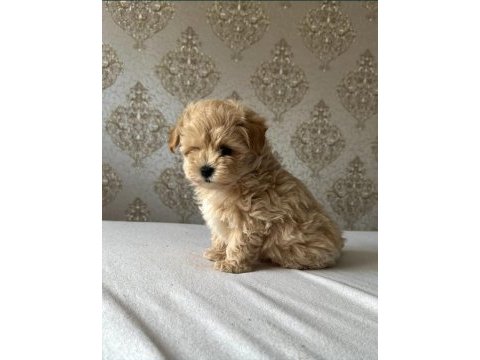 Kore maltipoo yavrular