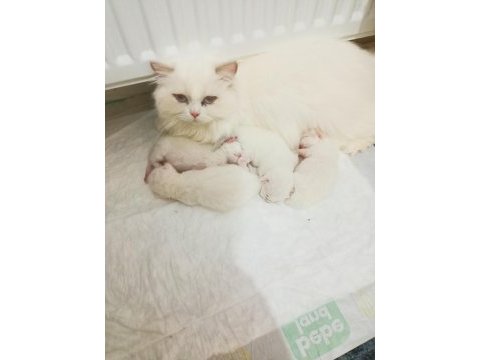 British erkek british longhair bebekler