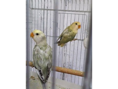 Yeni papağan ekibi hazır