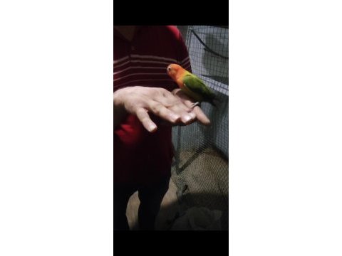 Yavru cennet papağanı green opalin