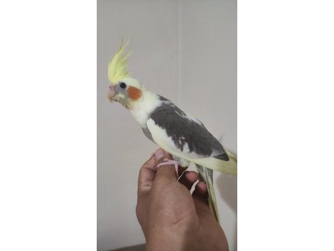 Erkek yavru sultan papağanlar