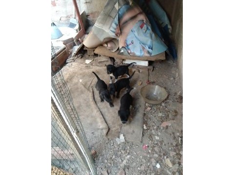 Yavru köpeklerimiz