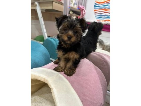 Terrier yorkshire