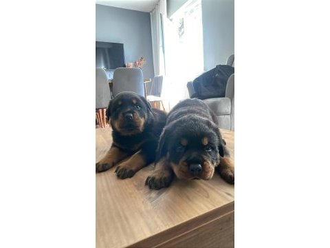 Son 2 erkek yavru rottweiler ırtıbata gecebılırsınız