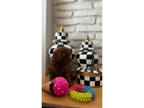 Ev doğumu kore poodle bebekler