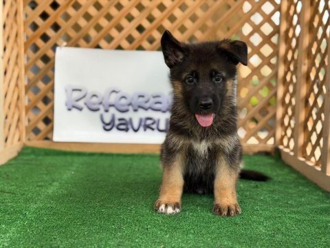 Alman çoban köpeği yavruları
