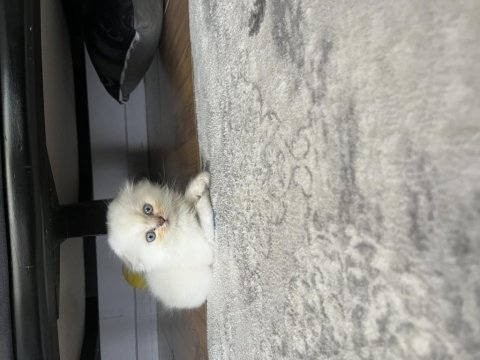 Scottish fold kedimiz