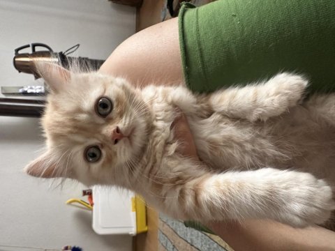 2 aylık british longhair yavrular yuvalanmaya hazır