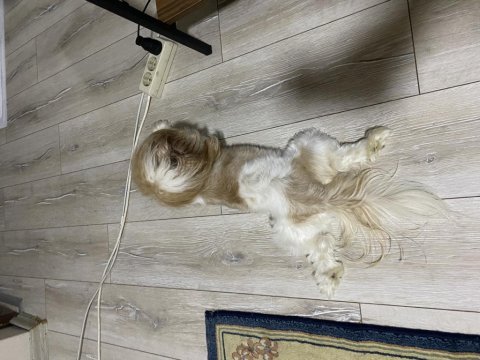 Shih-tzu dişi