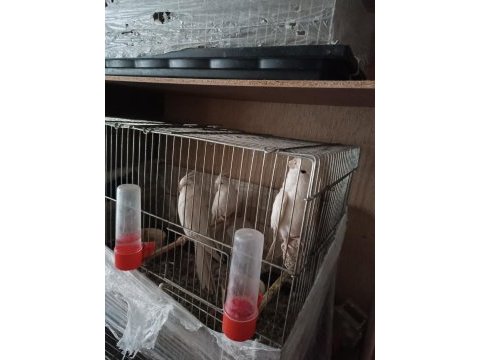 2 erkek ve 1 dişi albino sultan papağanı