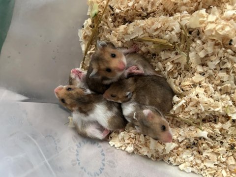 Minik hamster bebekler