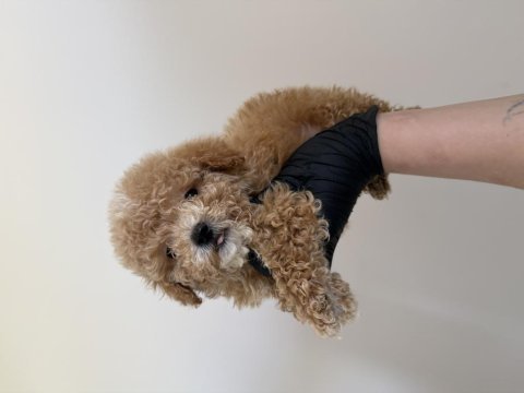 Toy poodle köpeğimiz