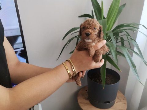 Bir avuç toy poodle dişi yavrumuz