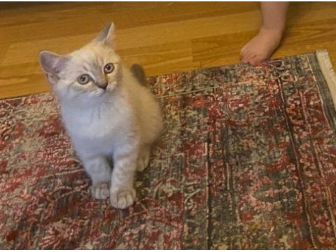 Sahibinden tüm eşyaları ile uyguna safkan kedimiz