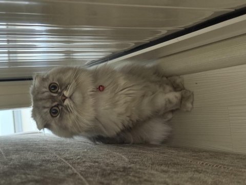 Scottish fold kedisi