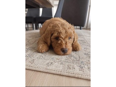 Muhteşem minik köpekler