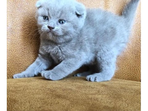 Scottish fold cinsi yavru kediler