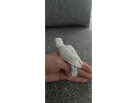 Sevda papağanı elle besleme