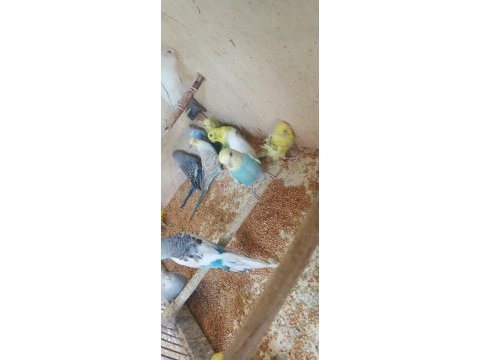 Yavru alıştırmalık muhabbet kuşları
