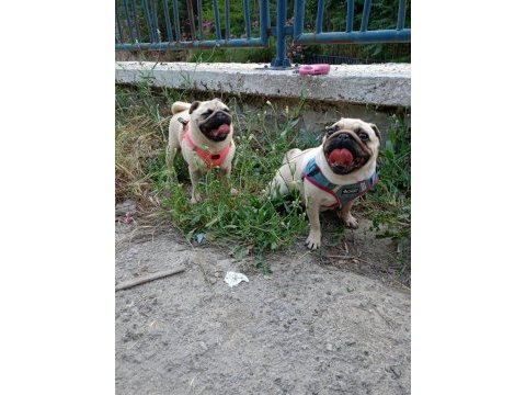 Ücretsiz pug