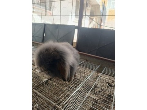 Hollanda teddy lop tavşanı
