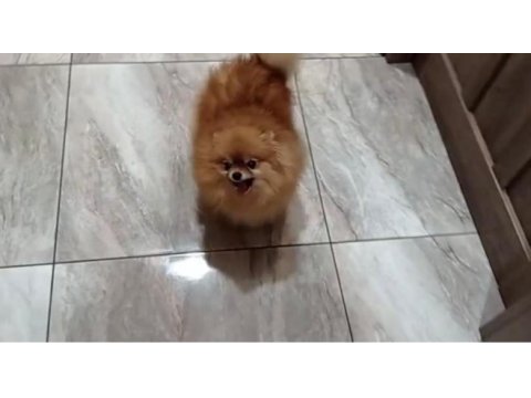 Orjinal yurt dışından pomeranian boo