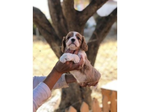 Eşine az rastlanır kalitede cavalier king charles bebekler