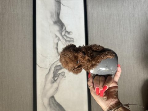Evde doğmuş erkek ve kız toy poodle yavruları