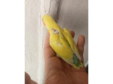 Sevda yavrular ısırması yok elinize alabilirsiniz