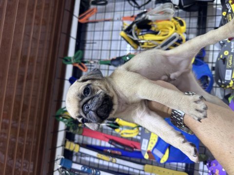 Buruşuk surat pug köpeğimiz rıfkı