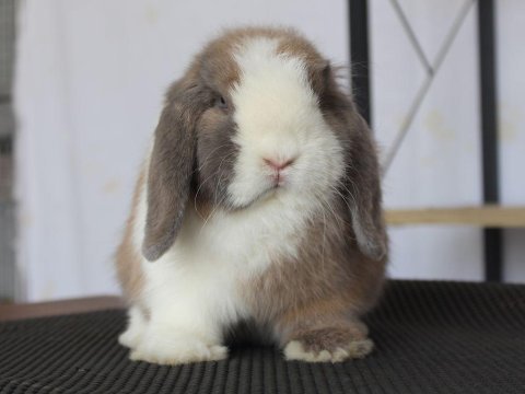 Mini lop splıt renk tavşan
