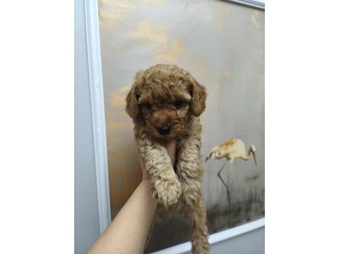 Sevimli maltipoo