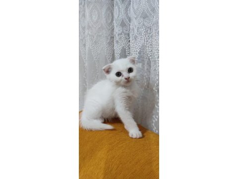 Scottish fold kartopu