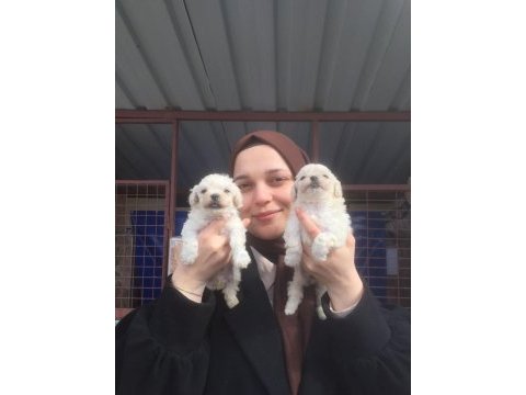 Maltese bebekler