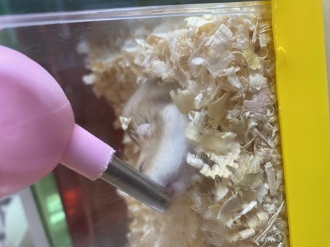 Hamster 5 adet