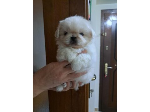 Pekinez köpeğimizi sahiplendirme